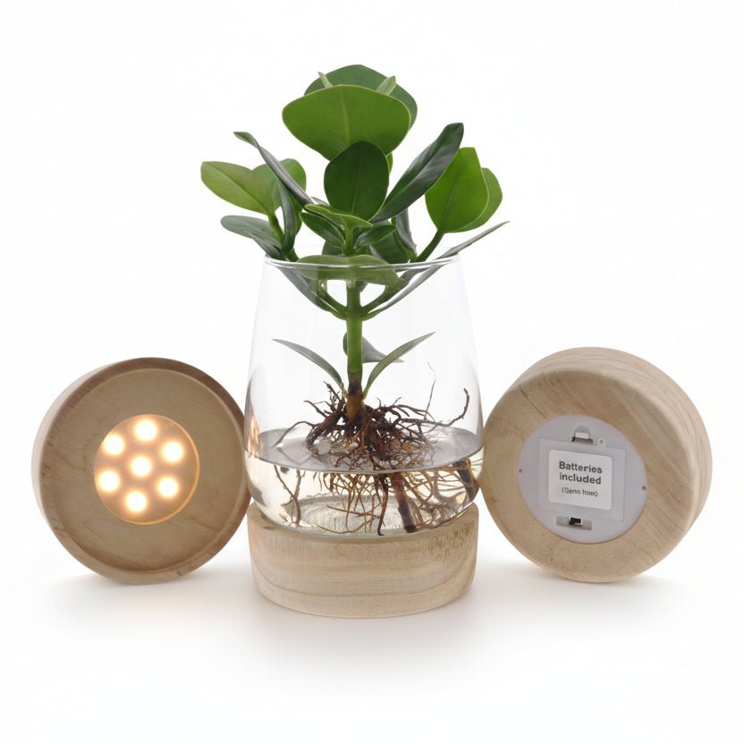 Clusia en bocal Kingston verre + LED — Plante hydroponique — Ø12 cm — H30 cm - Verdeia