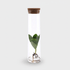 Clusia en tube de verre — Ø5 cm — H15 cm - Verdeia