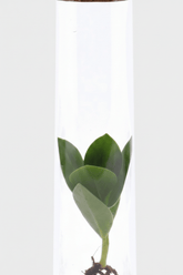 Clusia en tube de verre — Ø5 cm — H15 cm - Verdeia
