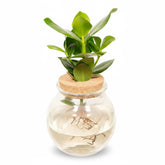 Clusia hydroponique en verre boule avec bouchon de liège – Ø12cm – ↕30cm - Verdeia