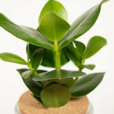 Clusia hydroponique en verre boule avec bouchon de liège – Ø12cm – ↕30cm - Verdeia