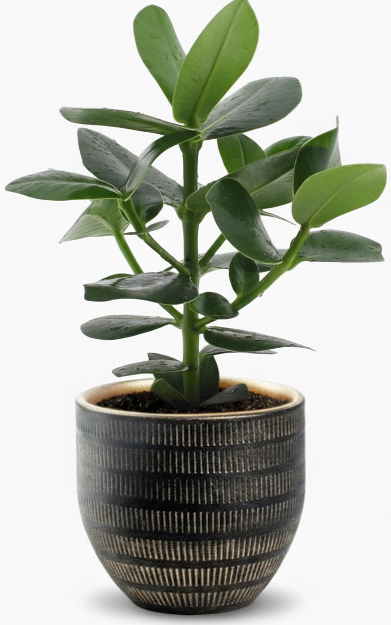 Clusia rosea ‘Princess’ – Arbre autographe - Verdeia