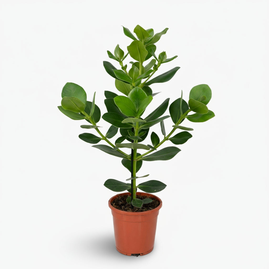 Clusia rosea ‘Princess’ – Arbre autographe - Verdeia