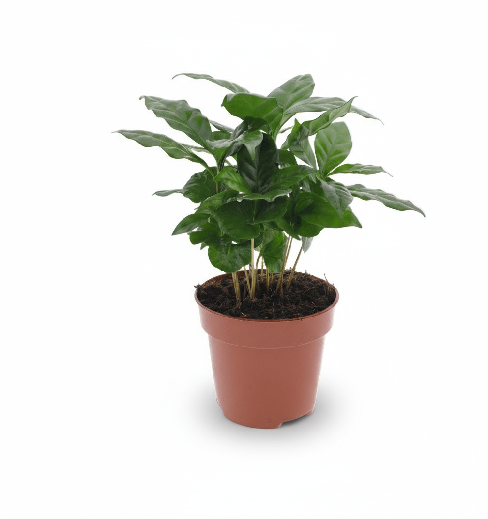 Coffea arabica – Caféier - Verdeia