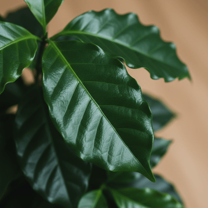 Coffea arabica – Caféier - Verdeia