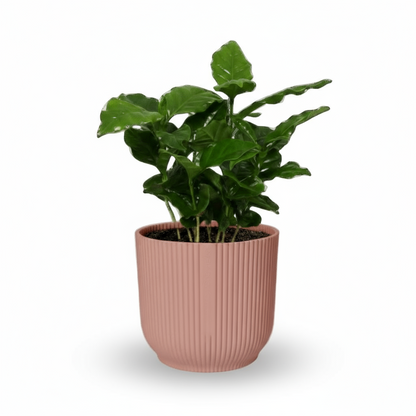 Coffea arabica – Caféier - Verdeia