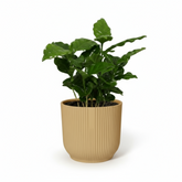 Coffea arabica – Caféier - Verdeia