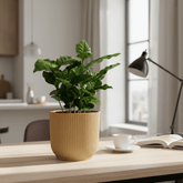 Coffea arabica – Caféier - Verdeia