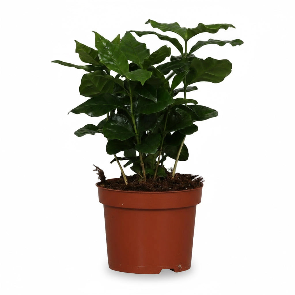 Coffea arabica – Caféier - Verdeia