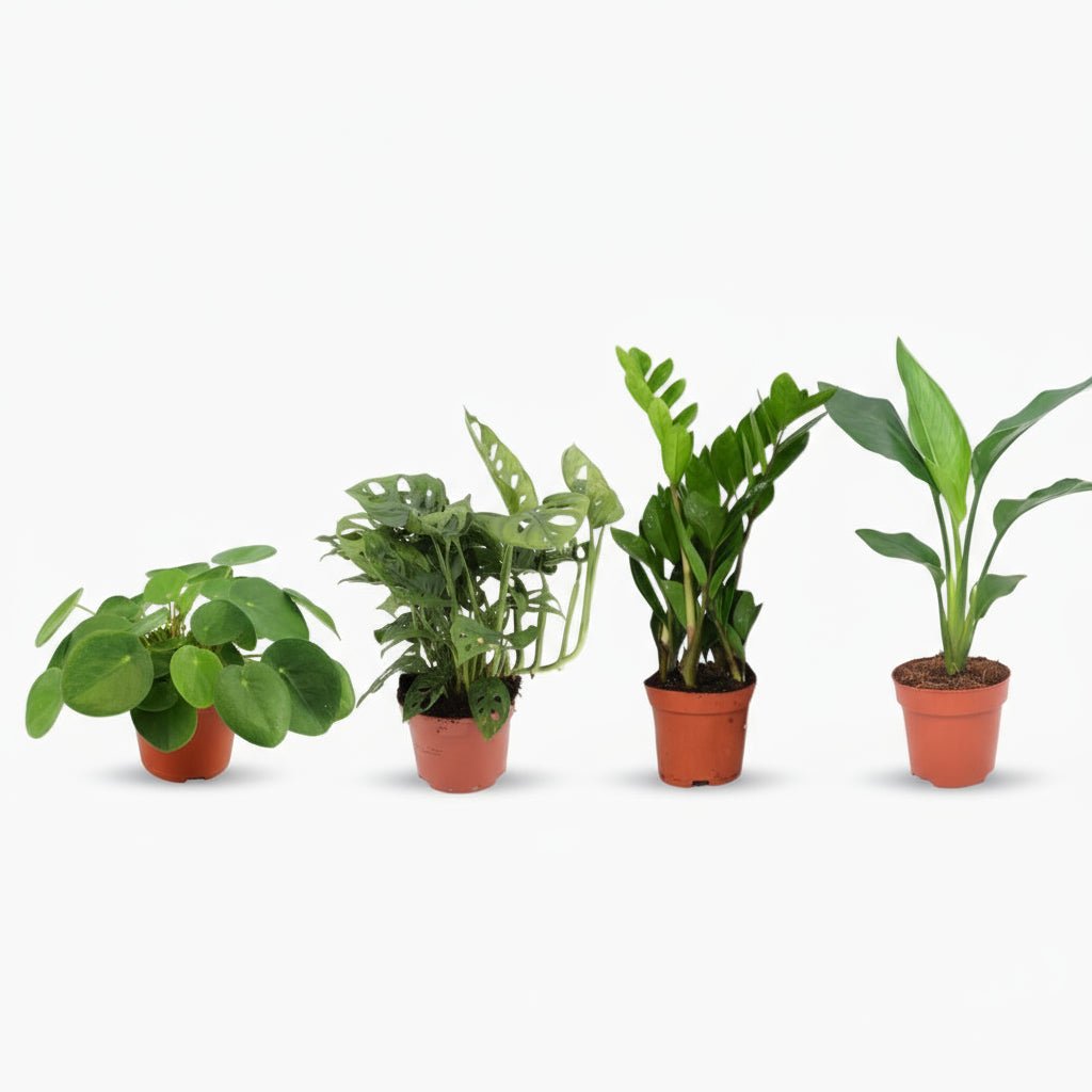 Coffret 4 plantes vertes incontournables — Ø12 cm — H20 - 40 cm - Verdeia