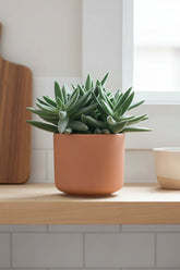 Crassula tenelli – Plante succulente graphique – D11 x H15 cm - Verdeia