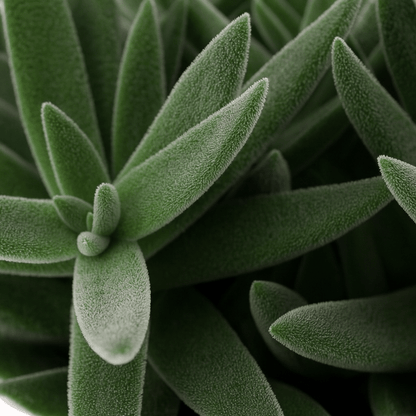 Crassula tenelli – Plante succulente graphique – Ø11cm – ↕15cm - Verdeia