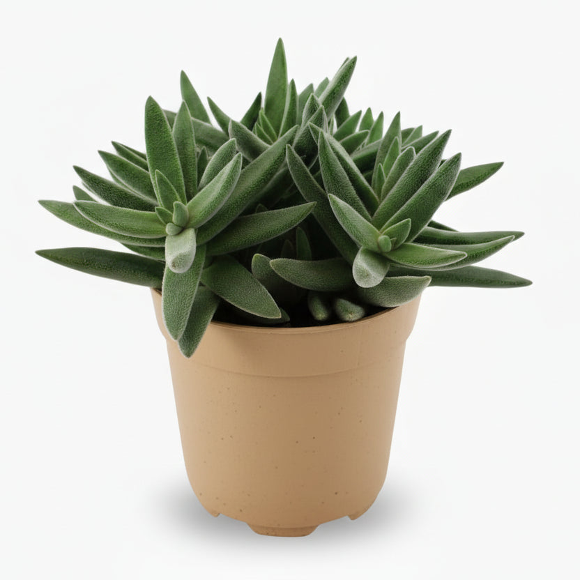 Crassula tenelli – Plante succulente graphique – Ø11cm – ↕15cm - Verdeia
