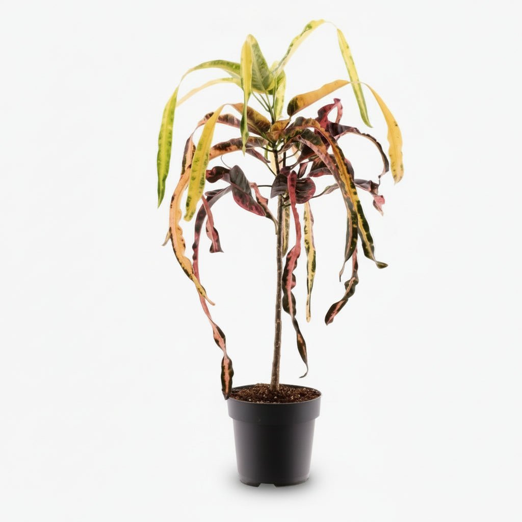 Croton Dreadlock – Ø19 cm – H70 cm - Verdeia