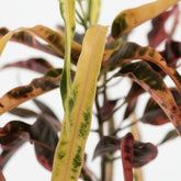 Croton Dreadlock – Ø19 cm – H70 cm - Verdeia