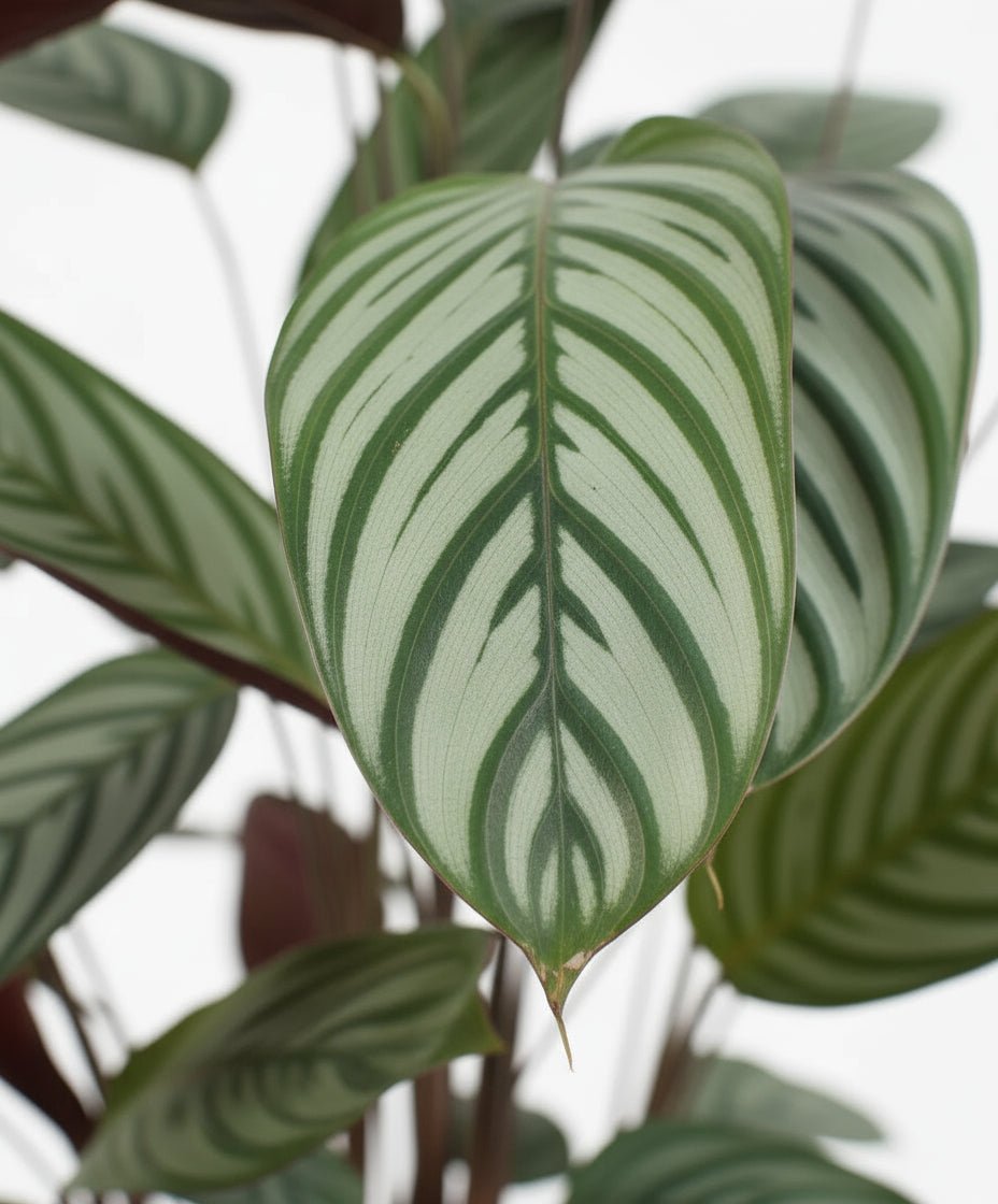 Ctenanthe oppenheimiana — “Never Never Plant” - Verdeia