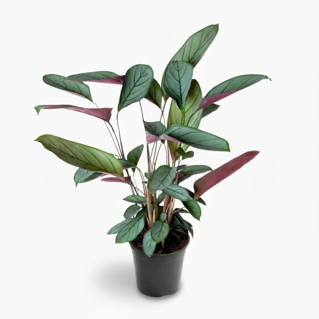 Ctenanthe setosa | Plante paon argentée — Ø17 cm x H60 cm - Verdeia