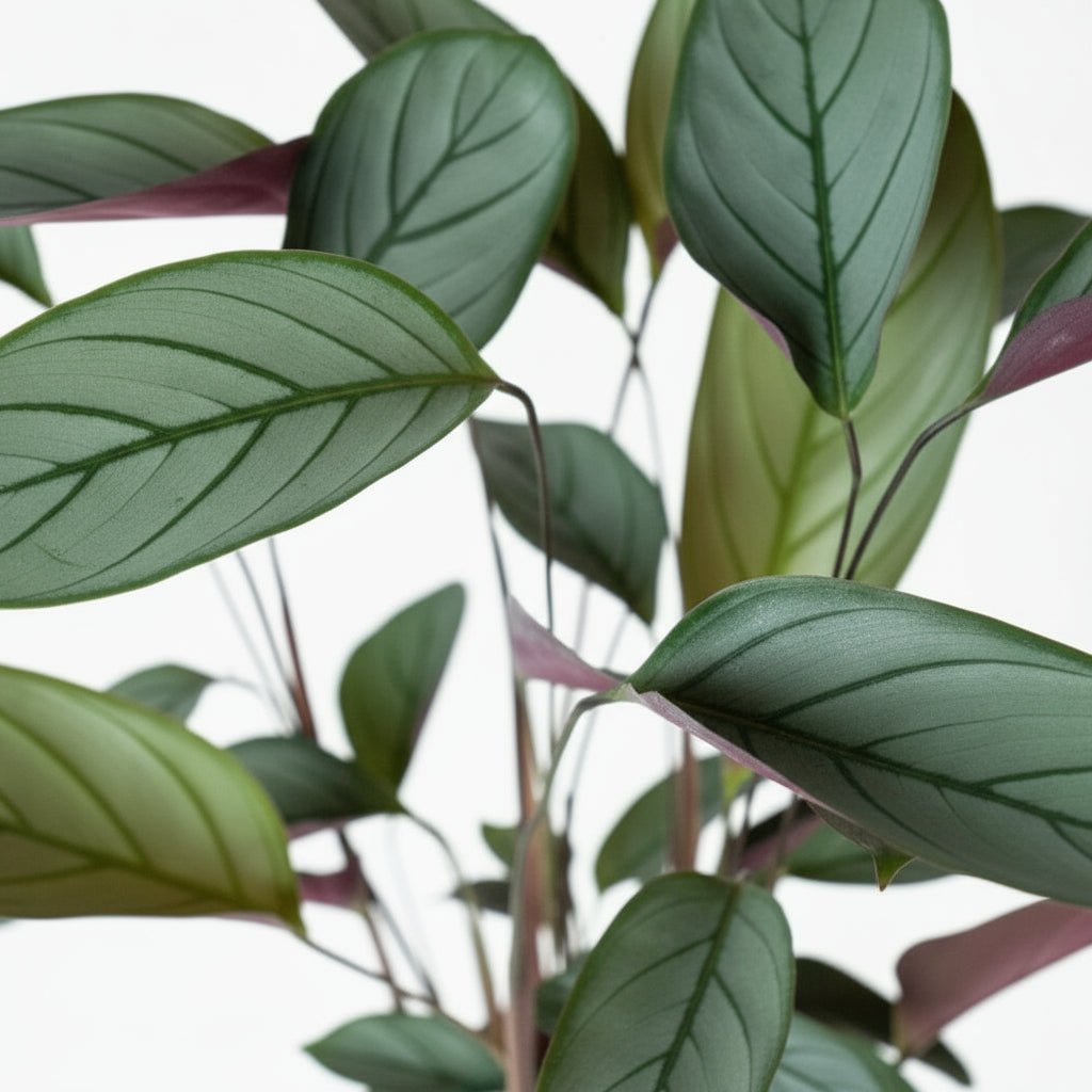 Ctenanthe setosa | Plante paon argentée — Ø17 cm x H60 cm - Verdeia