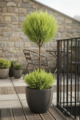 Cupressus Goldcrest Wilma — Cyprès doré — Ø14 cm — H60 cm - Verdeia