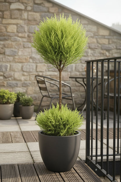 Cupressus Goldcrest Wilma — Cyprès doré — Ø14 cm — H60 cm - Verdeia