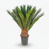 Cycas Revoluta — Ø17 cm — H60 cm - Verdeia