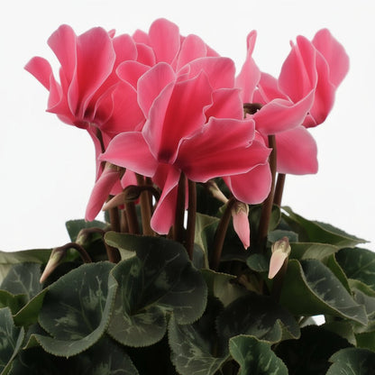 Cyclamen rose clair — Ø17 cm — H40 cm - Verdeia
