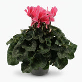 Cyclamen rose clair — Ø17 cm — H40 cm - Verdeia