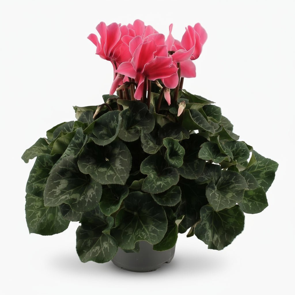 Cyclamen rose clair — Ø17 cm — H40 cm - Verdeia