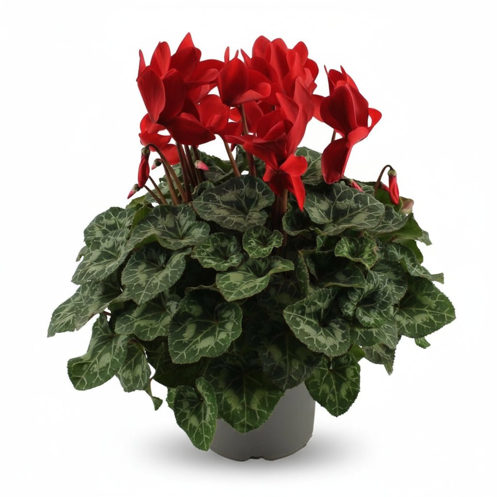 Cyclamen rouge — Ø17 cm — H40 cm - Verdeia
