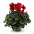 Cyclamen rouge — Ø17 cm — H40 cm - Verdeia