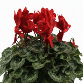 Cyclamen rouge — Ø17 cm — H40 cm - Verdeia