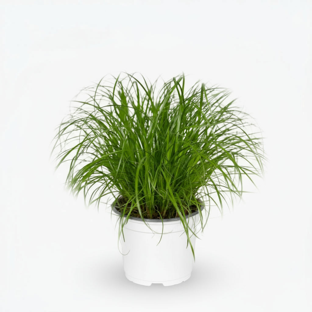 Cyperus alternifolius – Herbe papyrus / plante parapluie - Verdeia