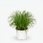 Cyperus alternifolius – Herbe papyrus / plante parapluie - Verdeia