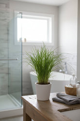 Cyperus Alternifolius Zumula — Papyrus — Ø12 cm — H28 cm - Verdeia