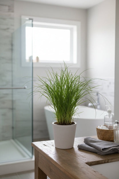 Cyperus Alternifolius Zumula — Papyrus — Ø12 cm — H28 cm - Verdeia