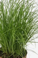 Cyperus Alternifolius Zumula — Papyrus — Ø12 cm — H28 cm - Verdeia