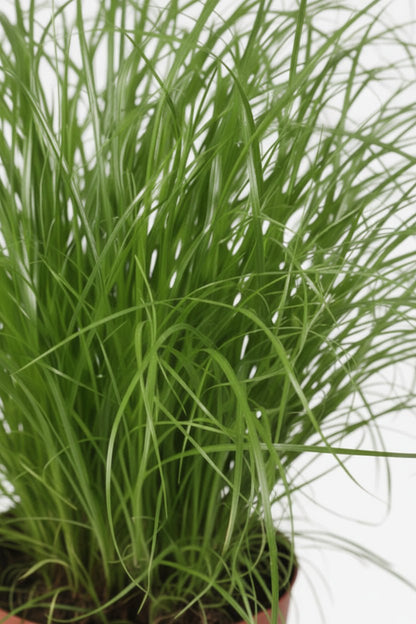 Cyperus Alternifolius Zumula — Papyrus — Ø12 cm — H28 cm - Verdeia