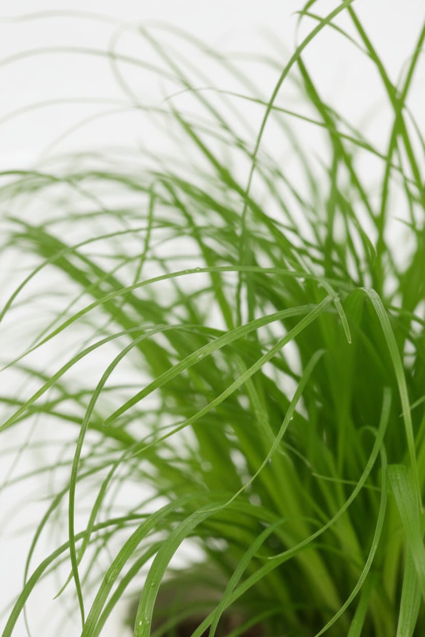 Cyperus Zumula avec pot chat — Herbe à chats / Papyrus nain — Ø12 cm — H23 cm - Verdeia