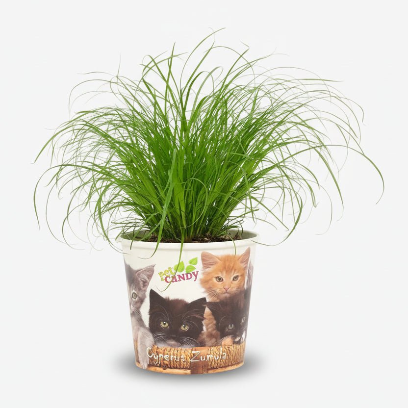 Cyperus Zumula avec pot chat — Herbe à chats / Papyrus nain — Ø12 cm — H23 cm - Verdeia