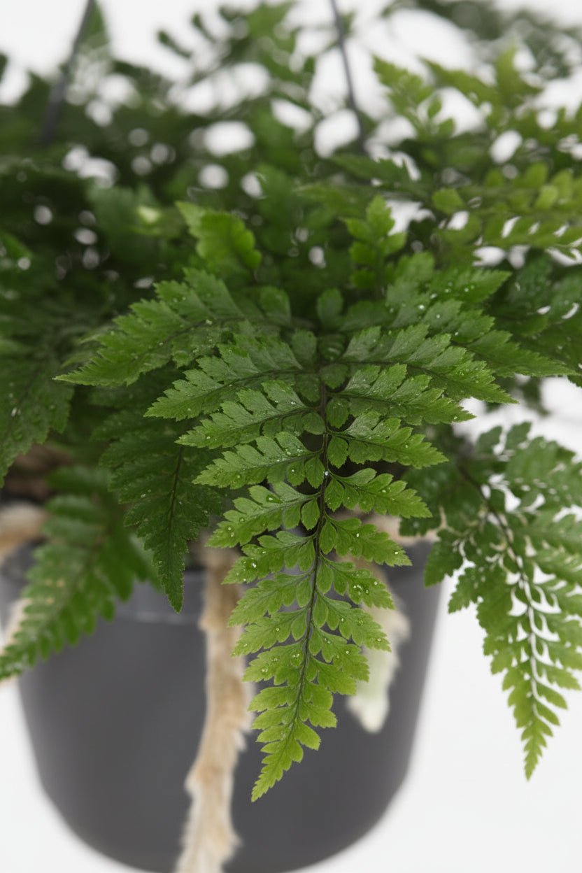 Davallia Bullata - Ø17cm - H30cm - Verdeia