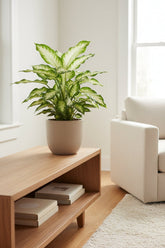 Dieffenbachia Camilla — Ø17 cm — H45 cm - Verdeia