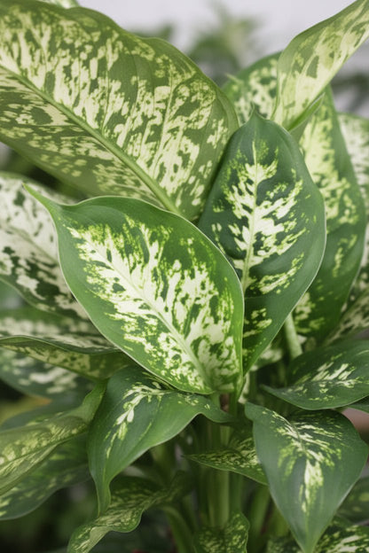 Dieffenbachia Compacta — Ø17 cm — H45 cm - Verdeia
