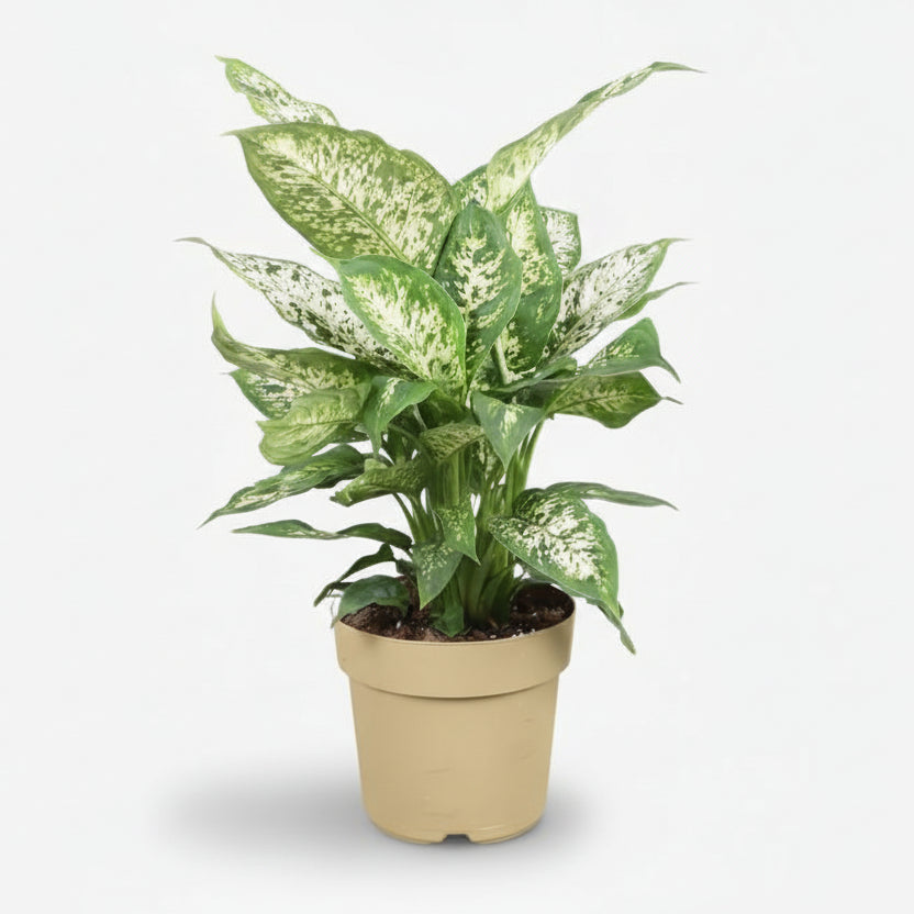 Dieffenbachia Compacta — Ø17 cm — H45 cm - Verdeia