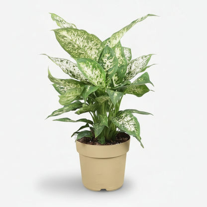 Dieffenbachia Compacta — Ø17 cm — H45 cm - Verdeia