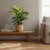 Dieffenbachia ‘Mars’ – Canne du muet – Ø17cm – ↕50cm - Verdeia