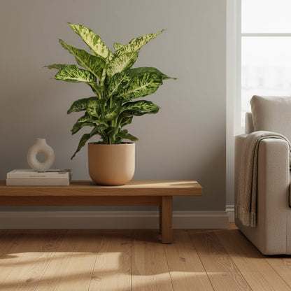 Dieffenbachia ‘Mars’ – Canne du muet – Ø17cm – ↕50cm - Verdeia