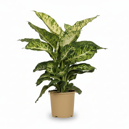 Dieffenbachia ‘Mars’ – Canne du muet – Ø17cm – ↕50cm - Verdeia