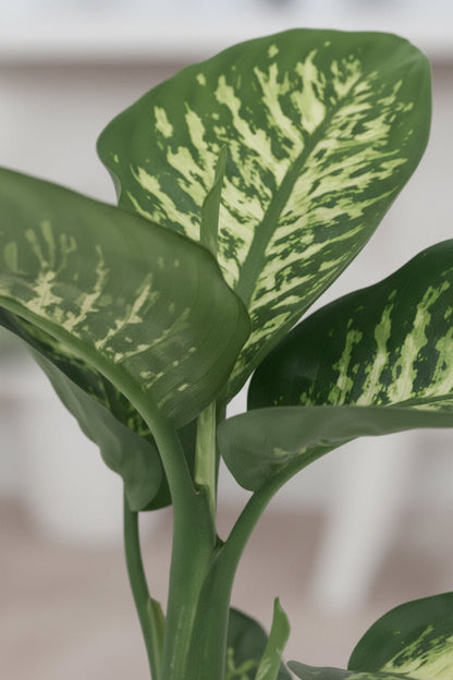 Dieffenbachia Seguine Tropic Snow — Ø19 cm — H70 cm - Verdeia