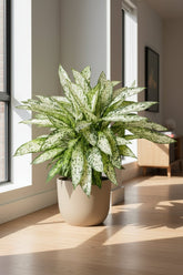 Dieffenbachia Vesuvius - Ø27cm - H80cm - Verdeia