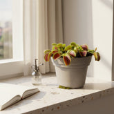 Dionaea Muscipula - Ø12 H12 - Verdeia